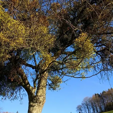 Сasa de vacaciones Odenwald-lodge Mit Infrarotsauna Und E-ladestation Im Naturpark Odenwald 