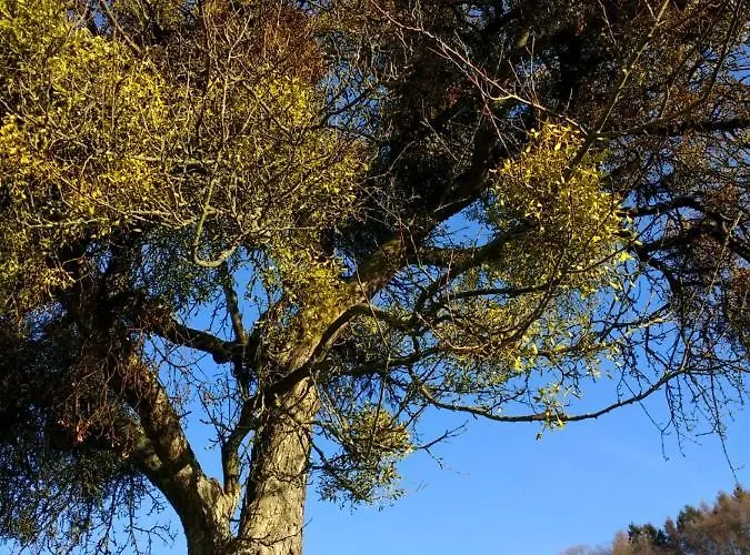 Nyaraló Odenwald-lodge Mit Infrarotsauna Und E-ladestation Im Naturpark Odenwald 