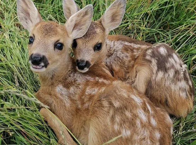 Odenwald-lodge Mit Infrarotsauna Und E-ladestation Im Naturpark Odenwald 