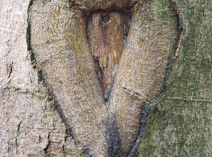 Odenwald-lodge Mit Infrarotsauna Und E-ladestation Im Naturpark Odenwald 